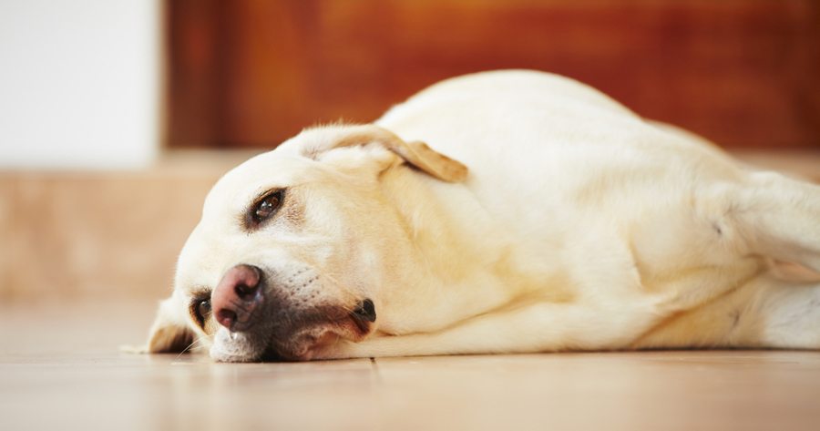 Hund 1 Jahr Macht Alles Kaputt Zerstörungswut: Hilfe, mein Hund macht alles kaputt!
